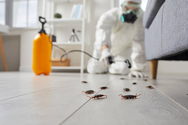 Post-Treatment Bed Bug Interceptor Monitoring in Gray